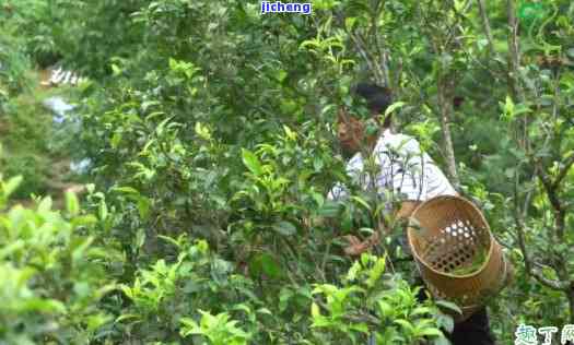 普洱茶怎么判断打农药没有