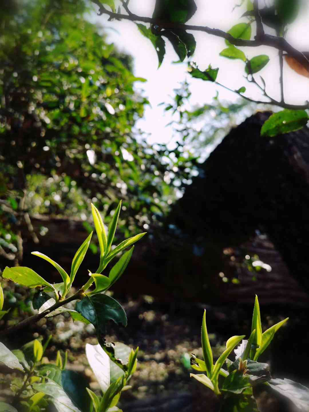 云南高山普洱茶：古树韵味，千年传承的茶文化之美