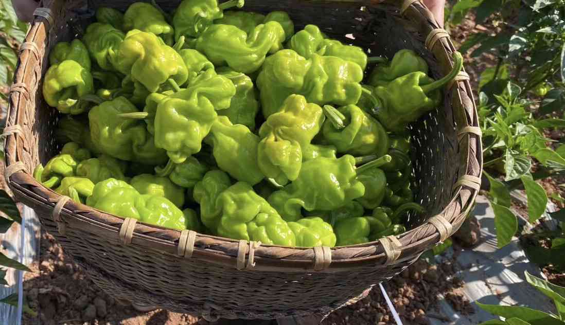 普洱茶：农药使用问题与生态友好种植方案探讨