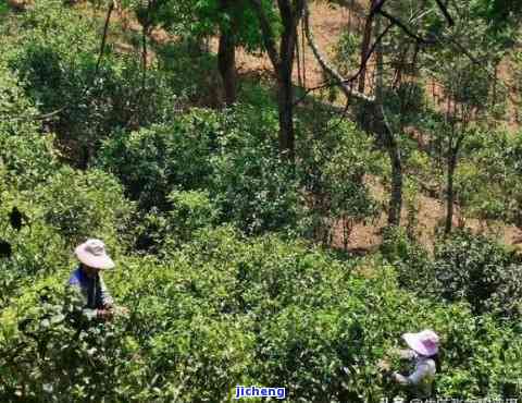 普洱茶：农药使用问题与生态友好种植方案探讨