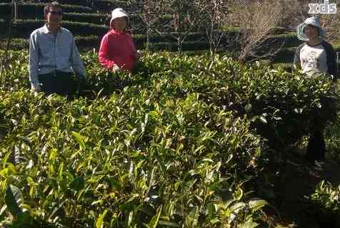 普洱茶：农药使用问题与生态友好种植方案探讨