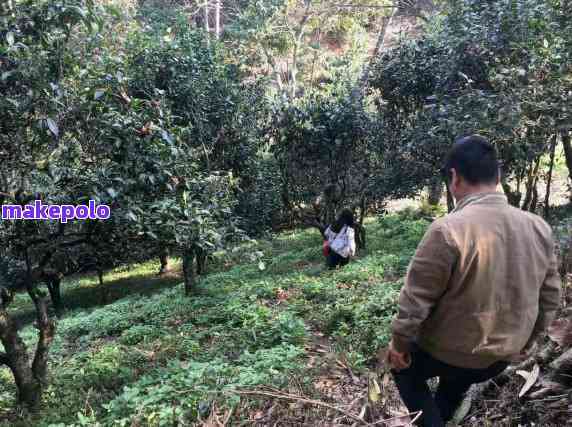 普洱茶：农药使用问题与生态友好种植方案探讨