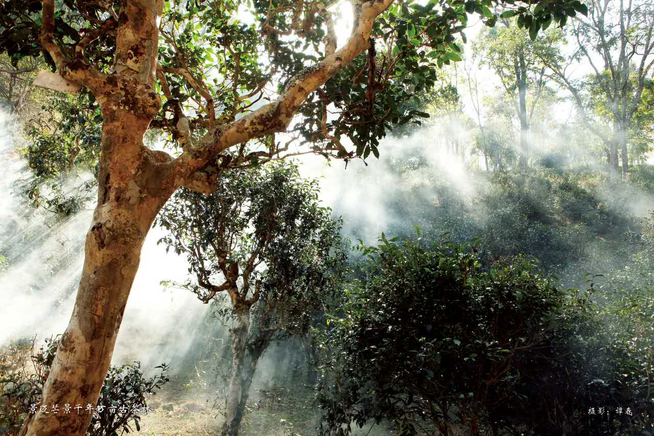 云南原生态普洱茶：松洱山头的古树茶魅力