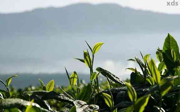 云南哪里可以品尝到地道的普洱茶？探寻正宗普洱茶的生产地与