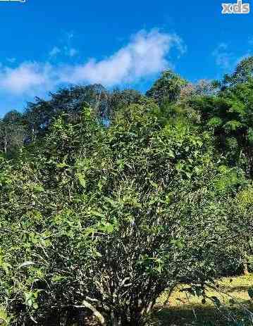 山野之间，品味普洱韵味：探索自然之灵的茶香世界