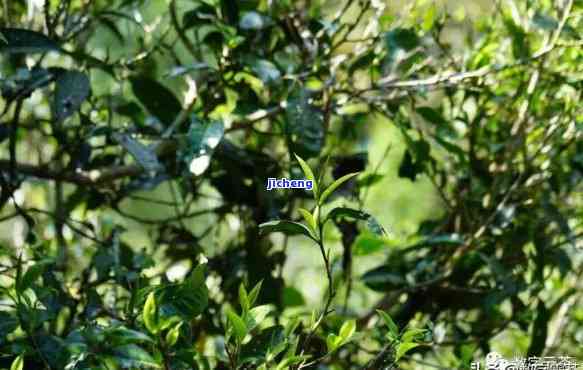 旧庙普洱茶：口感特点、简介及寨子原味