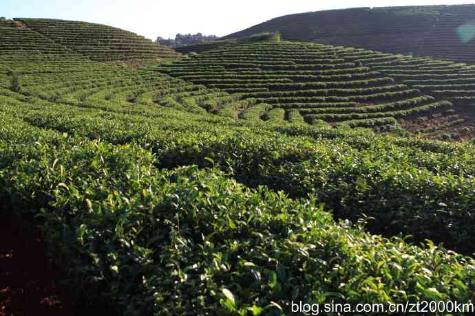 新 '探索墨江普洱茶的产地：哪个山头才是其真正的归宿'