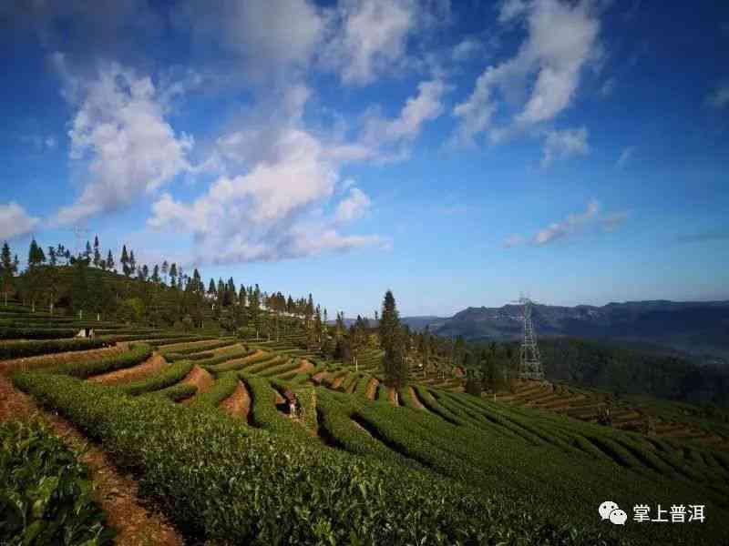 墨江普洱茶山：探秘云南茶叶的瑰宝之地与品鉴之旅