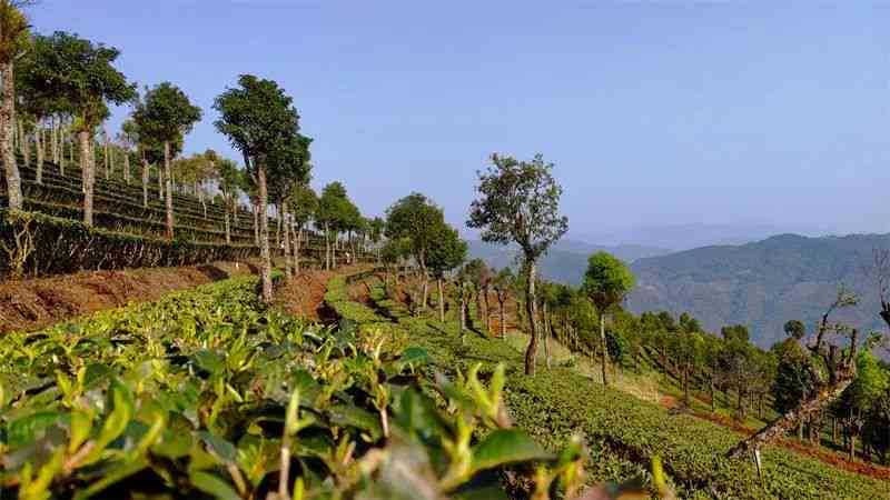 墨江普洱茶山：探秘云南茶叶的瑰宝之地与品鉴之旅