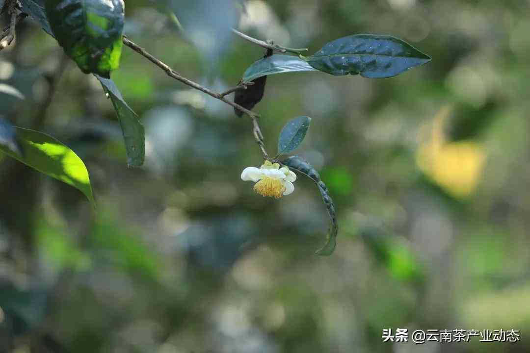 普洱茶茶韵的深层含义与品鉴方法，让你全面了解这一独特魅力