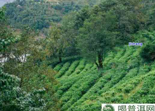 百丈崖普洱茶产区属于哪里