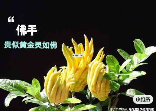 佛手普洱茶的功效、作用与禁忌症及食用方法