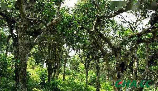 云南正山古树春茶集：普洱茶价格表