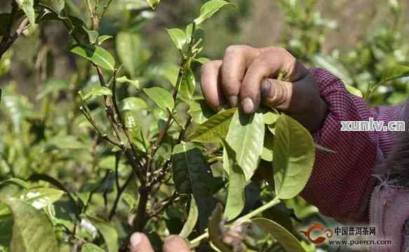 普洱茶的采摘时间及其对茶叶品质的影响：一篇全面的指南