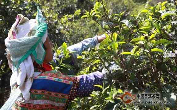 普洱茶采摘工艺与质量要求：一份全面的采茶标准指南