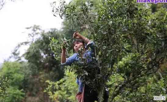 普洱茶采摘工艺与质量要求：一份全面的采茶标准指南