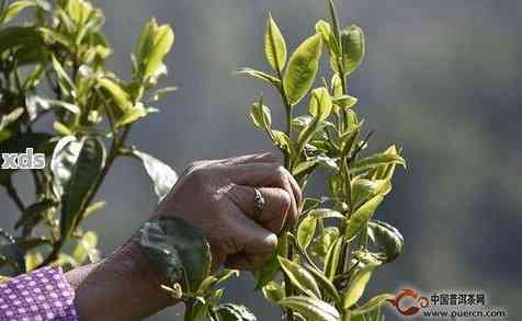 普洱茶采摘标准：一芽几叶的采摘比例解析