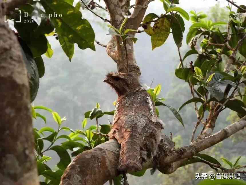 鹿角茶色：普洱茶中的自然魅力