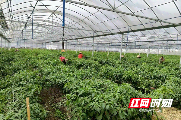 红色白菜的种植时间、营养价值及真实性，如何种植？