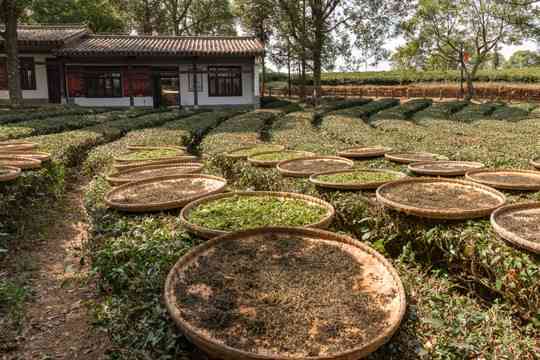 普洱茶晾晒