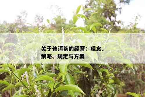 普洱茶理念