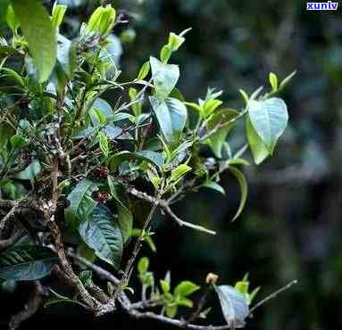 草普洱茶：功效、冲泡方法与口感详解，让你全面了解这款茶的魅力