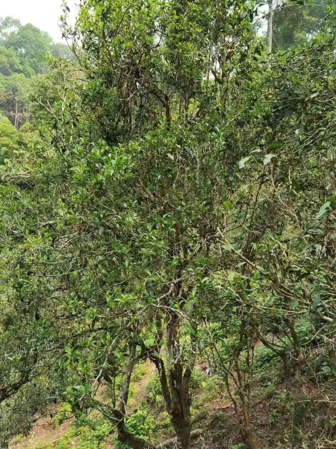 普洱茶场，哪里价格更低？