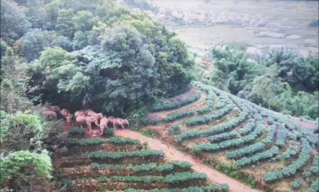 野象箐普洱茶价格多少一斤