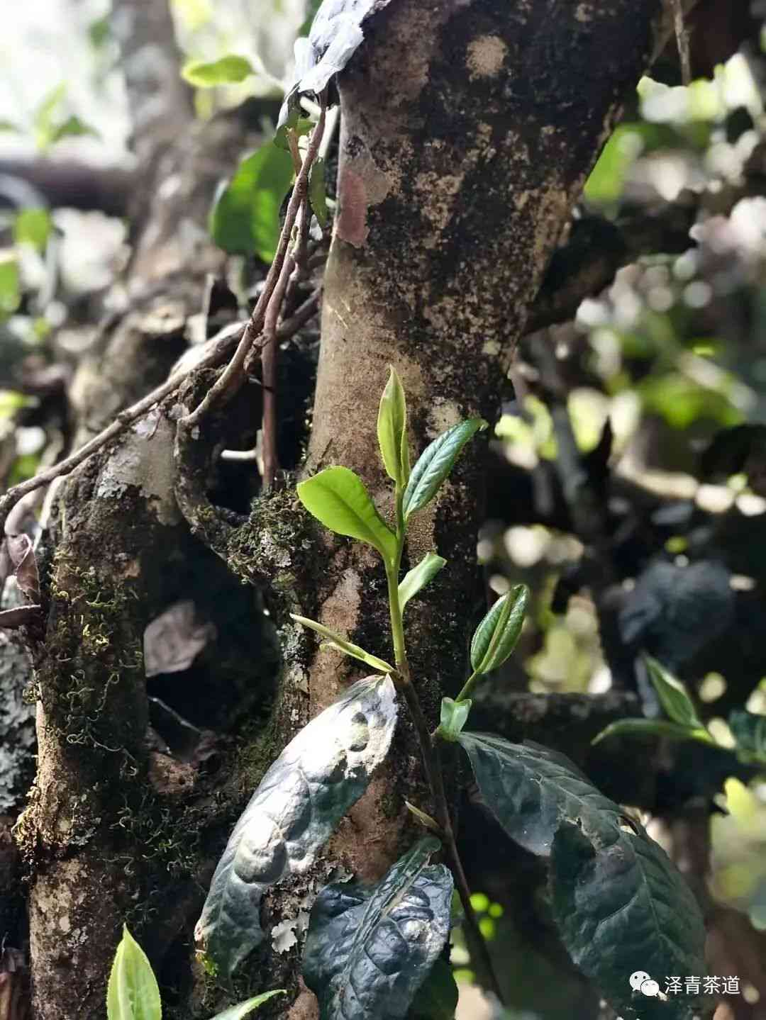 普洱茶：一种独特的茶名及其制作方法的全面解析