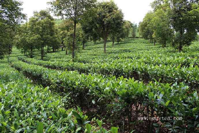 探寻普洱茶的产地：哪个茶区才是它的真正家园？