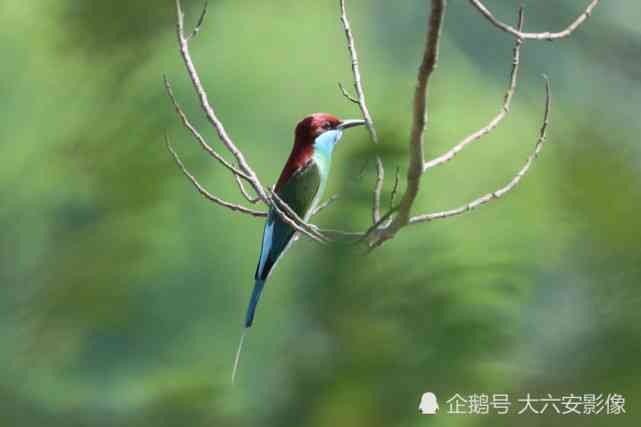 蓝凤朝阳珍稀鸟类：存世数量、生态习性与保护措施分析