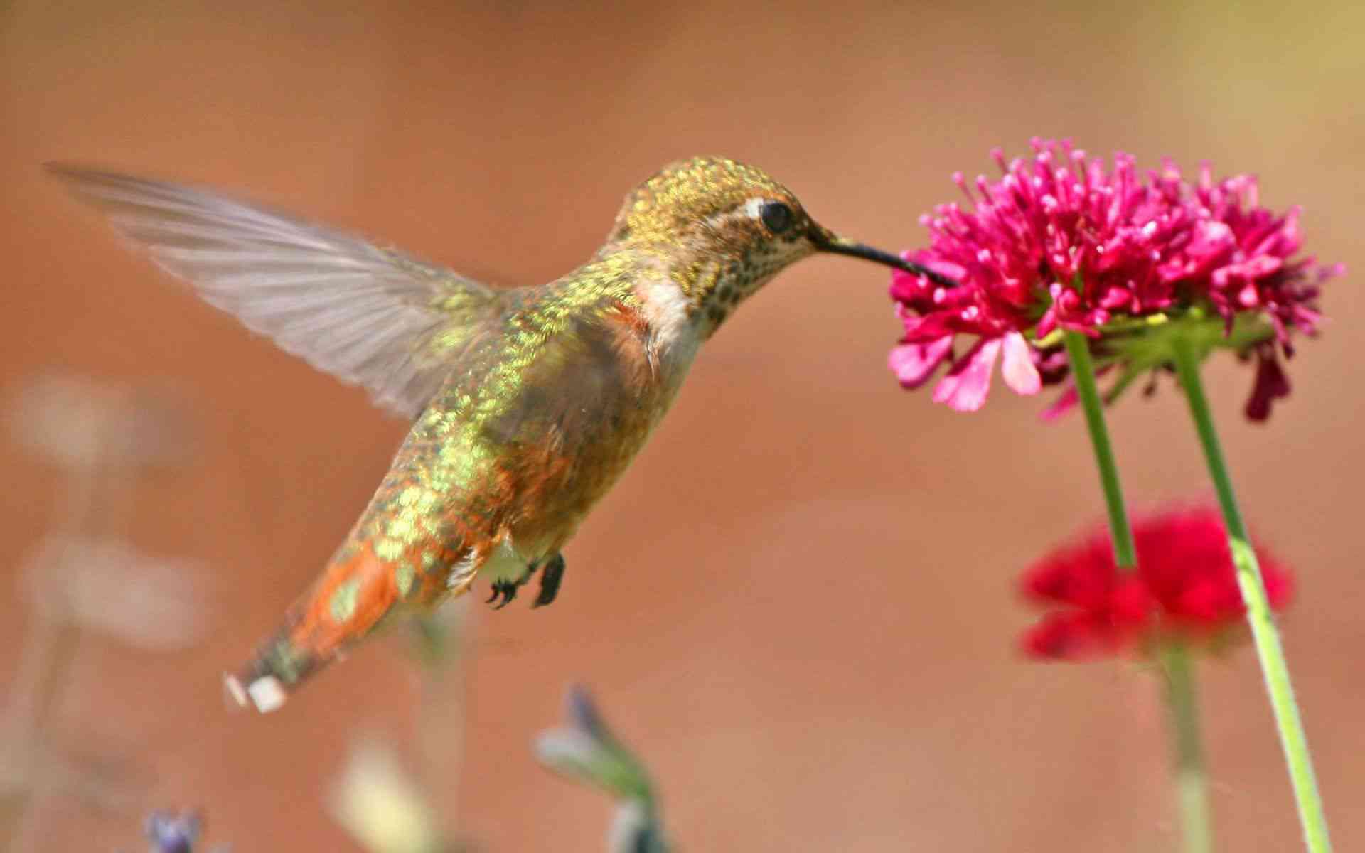 蓝凤朝阳珍稀鸟类：存世数量、生态习性与保护措施分析