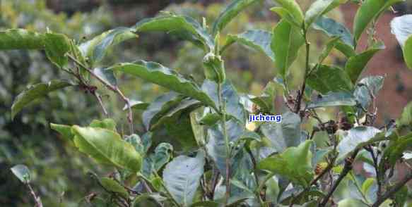 普洱茶树种子发芽种植方法：如何让普洱茶树种子顺利萌芽生长