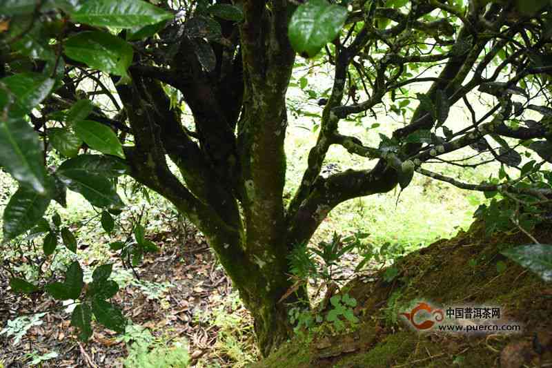 普洱茶树种植条件解析：从土到气候的全面探讨