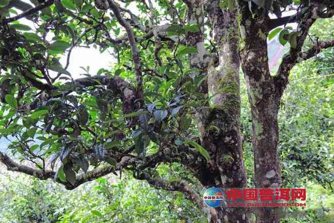 普洱茶树种植条件解析：从土到气候的全面探讨