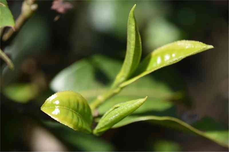 普洱茶树种植条件解析：从土到气候的全面探讨