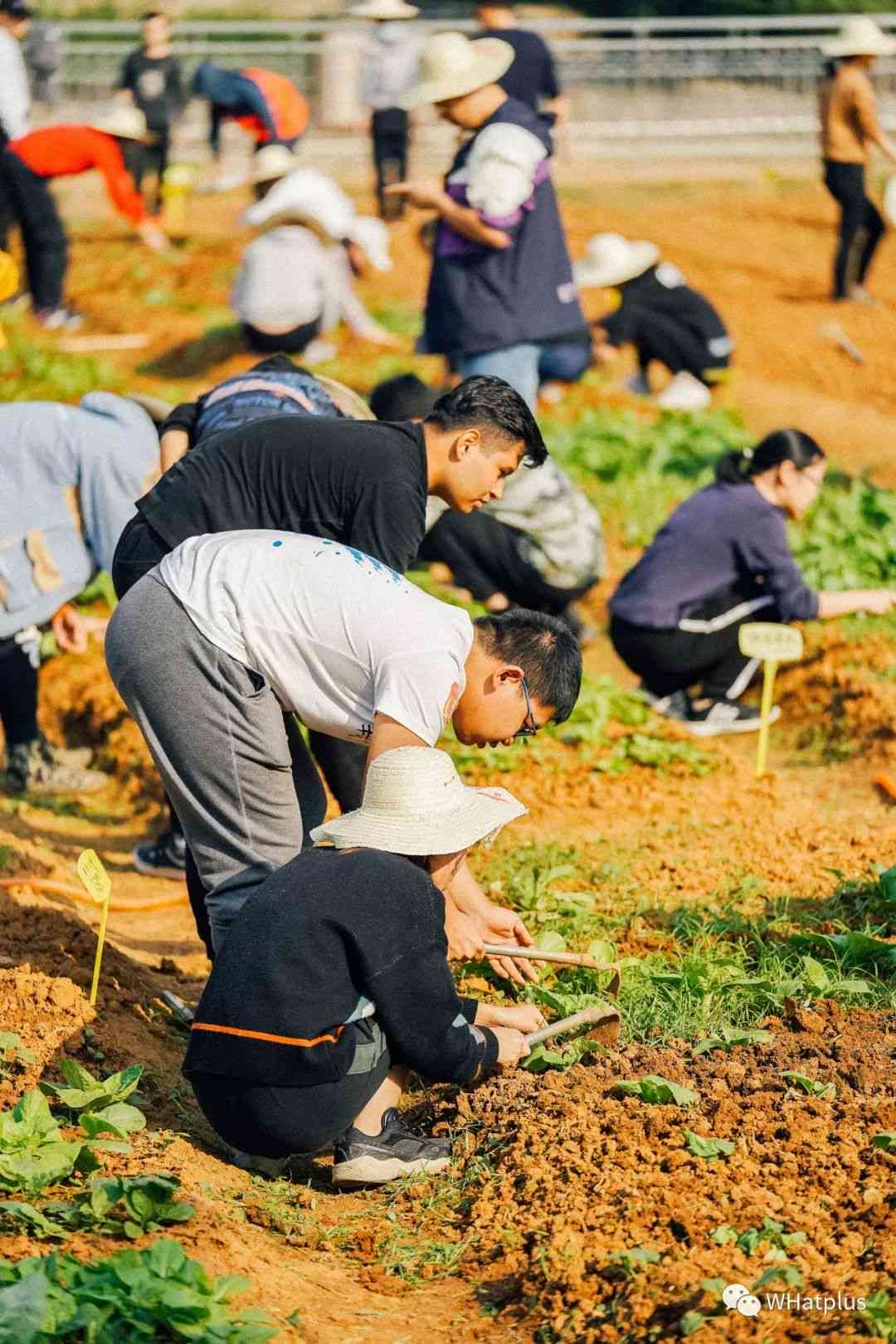 关公茶：一种独特的普洱红茶，还是独立的茶类？探究其起源、特点与品饮技巧