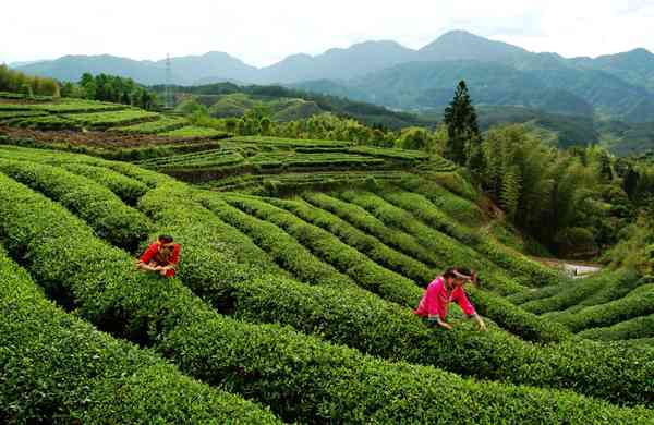 明德茶：从到茶园，一关于茶文化的探索之旅