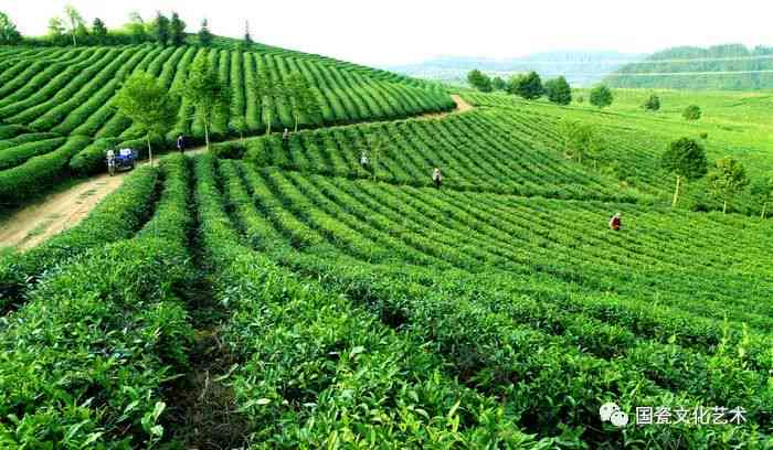 明德茶：从到茶园，一关于茶文化的探索之旅