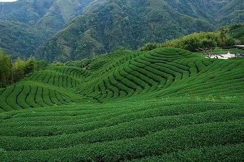 明德茶：从到茶园，一关于茶文化的探索之旅