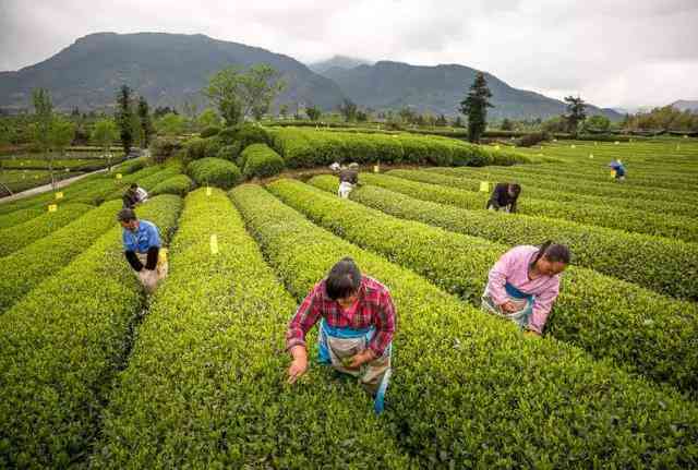 明德茶：从到茶园，一关于茶文化的探索之旅