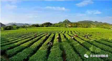 明德茶：从到茶园，一关于茶文化的探索之旅