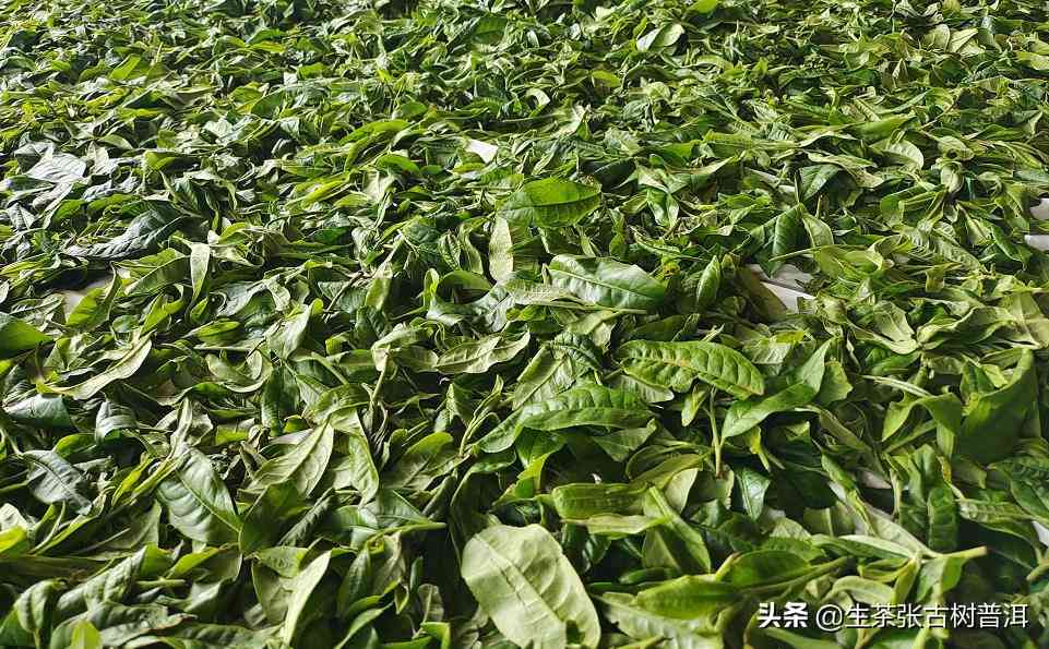 普洱茶毛料等级划分：标准、分类、如何分辨、详细解析