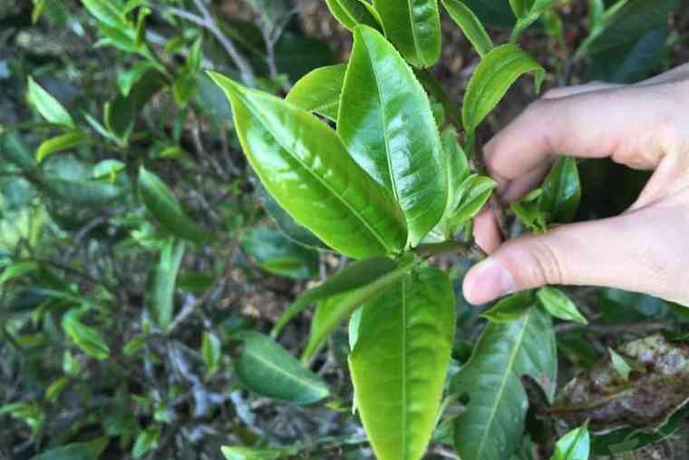 神谷名茶：精选普洱茶叶，古树韵味的醇厚滋味