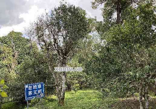 森地普洱茶：源自深山的绿色健之选