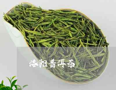 洛阳普洱茶