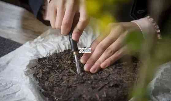 普洱茶的多功能利用：自然肥料助力养花技巧