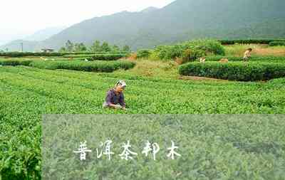 邦木普洱茶