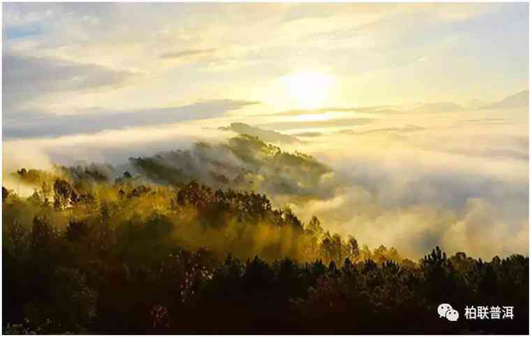 云南普洱茶六大茶山与十大名山：探索最富名的茶叶产地