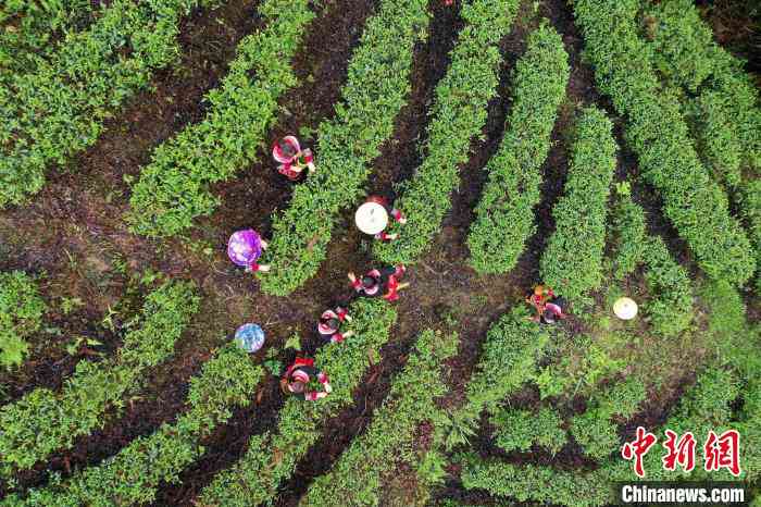 融安茶：品茗、休闲、了解茶叶文化与历的综合场所